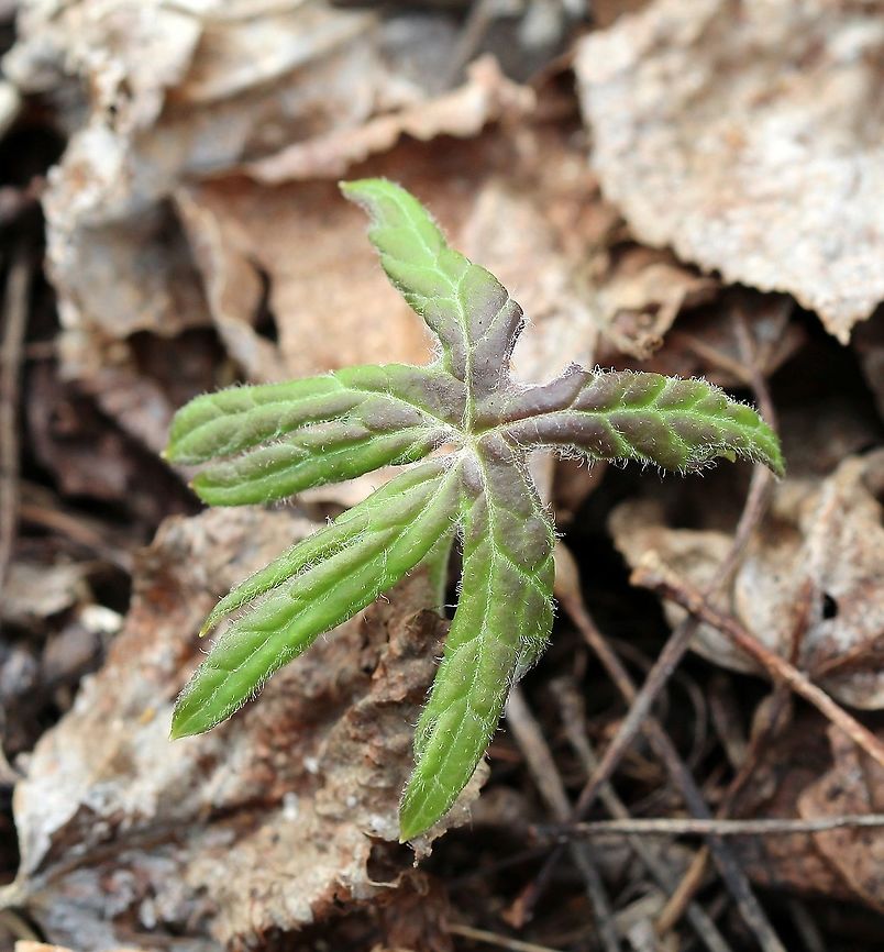 Petasites frigidus var. palmatus (sweet coltsfoot) emerging leaf In a moist aspen forest. Arctic sweet coltsfoot,Asteraceae,Geotagged,Petasites frigidus,Petasites frigidus var. palmatus,Spring,United States,angiosperm,plant