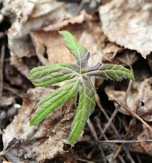 Petasites frigidus var. palmatus (sweet coltsfoot) emerging leaf In a moist aspen forest. Arctic sweet coltsfoot,Asteraceae,Geotagged,Petasites frigidus,Petasites frigidus var. palmatus,Spring,United States,angiosperm,plant