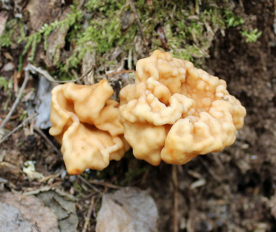 Gyromitra korfii Part of a small group growing from very decomposed conifer logs in a mixed forest. Ascomycete,Fungus,Geotagged,Gyromitra gigas,Gyromitra korfii,Snow Morel,Spring,United States