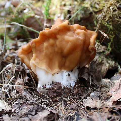 Gyromitra korfii Part of a small group growing from very decomposed conifer logs in a mixed forest. Ascomycete,Fungus,Geotagged,Gyromitra gigas,Gyromitra korfii,Snow Morel,Spring,United States