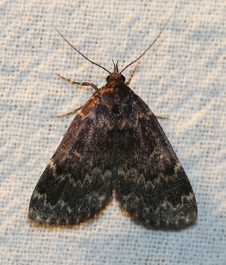 Idia lubricalis Widespread and common but this is the first time I've ever seen it. Erebidae,Geotagged,Glossy black idia,Herminiinae,Idia lubricalis,Lepidoptera,Owlet Moths,Summer,United States,insect,litter moths,moth