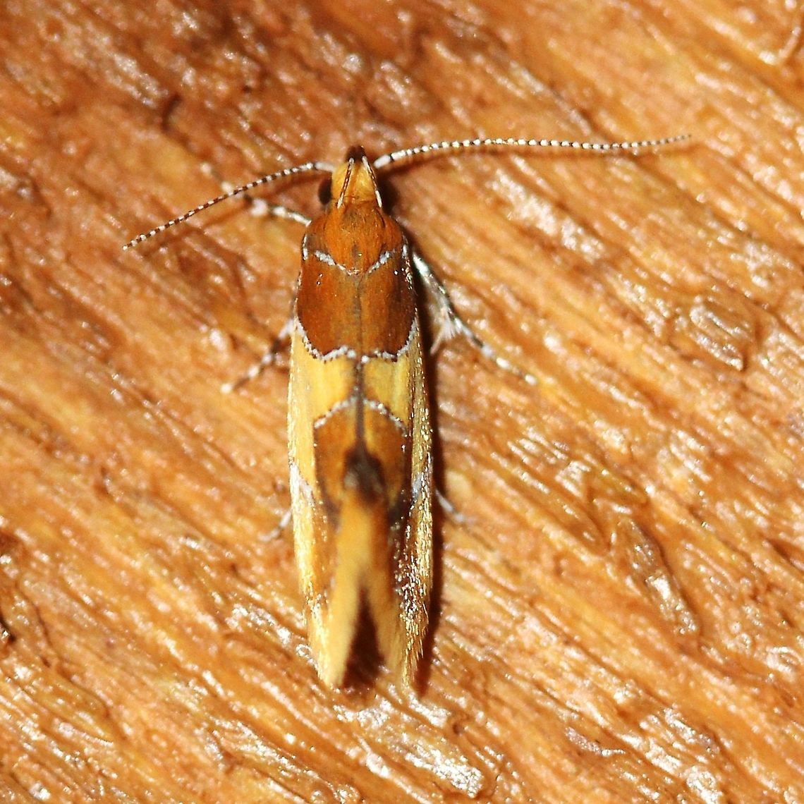 Epicallima argenticinctella  Epicallima argenticinctella,Geotagged,Lepidoptera,Orange-headed Epicallima Moth. Oecophoridae,Summer,United States,insect,moth