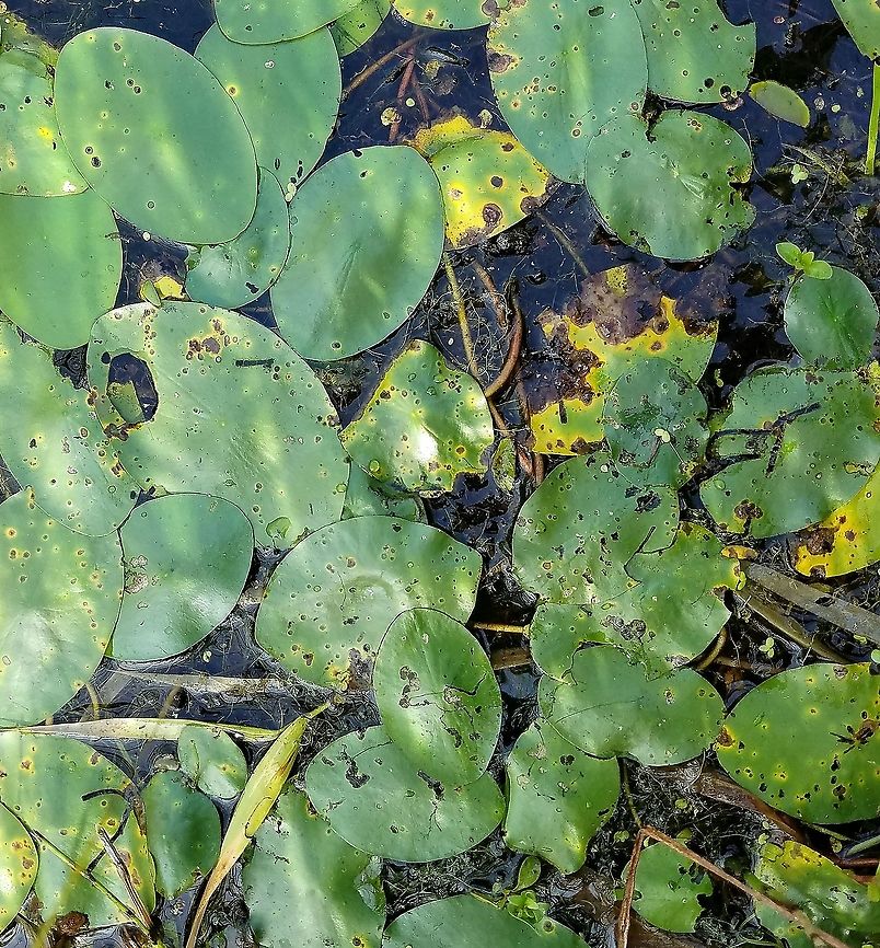 Brasenia schreberi (Watershield) In a shallow pond formed in an abandoned peat mine. Random bite marks on the leaf surfaces are proably caused by Donacia spp. (leaf beetle, Coleoptera: Chrysomelidae). The leaf mines are probably caused by larvae of Galerucella nymphaeae (waterlily leaf beetle, Coleoptera: Chrysomelidae). Large chewed out areas may be the result of feeding by aquatic moth larvae in the Pyralidae.<br />
<br />
Associated plant species include Sparganium sp. (bur-reed), Utricularia minor (lesser bladderwort), Lemna minor (lesser duckweed), and Spirodela polyrhiza (greater duckweed). Brasenia schreberi,Geotagged,Summer,United States,Watershield,aquatic plant,bladderwort,bur-reed,duckweed,leaves,plant,watershield
