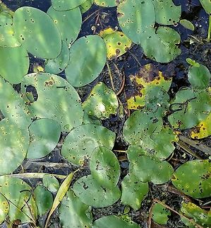 Brasenia schreberi (Watershield) In a shallow pond formed in an abandoned peat mine. Random bite marks on the leaf surfaces are proably caused by Donacia spp. (leaf beetle, Coleoptera: Chrysomelidae). The leaf mines are probably caused by larvae of Galerucella nymphaeae (waterlily leaf beetle, Coleoptera: Chrysomelidae). Large chewed out areas may be the result of feeding by aquatic moth larvae in the Pyralidae.

Associated plant species include Sparganium sp. (bur-reed), Utricularia minor (lesser bladderwort), Lemna minor (lesser duckweed), and Spirodela polyrhiza (greater duckweed). Brasenia schreberi,Geotagged,Summer,United States,Watershield,aquatic plant,bladderwort,bur-reed,duckweed,leaves,plant,watershield