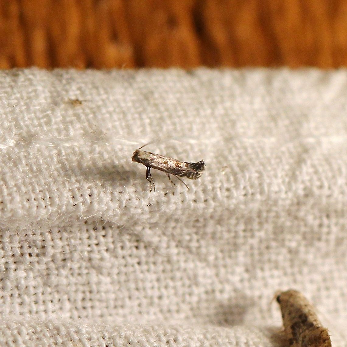 Parornix quadripunctella Maybe. Looks a bit like it. <a href="https://mothphotographersgroup.msstate.edu/species.php?phylo=330207" rel="nofollow">https://mothphotographersgroup.msstate.edu/species.php?phylo=330207</a> Geotagged,Gracillariidae,Parornix,Parornix quadripunctella,Summer,United States,insect,lepidoptera,micromoth,moth