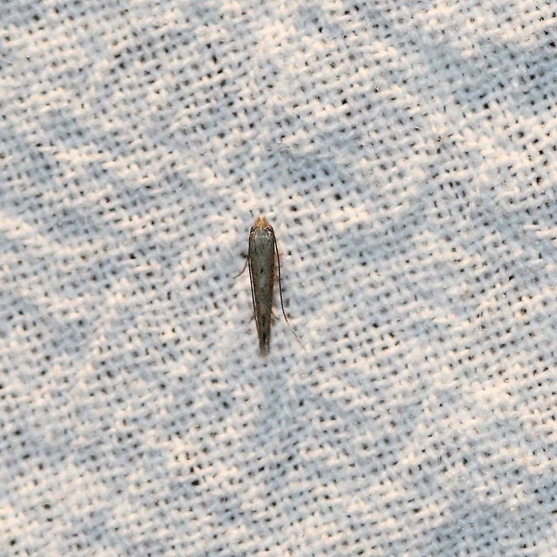 Bedellia somnulentella Second year in a row that I have seen this moth at my light. I also have planted a morning glory vine nearby for this species in the hope that they will use the leaves. Bedellia somnulentella,Bedelliidae,Geotagged,Lepidoptera,Summer,Sweet potato leaf miner,United States,insect,micromoth,moth