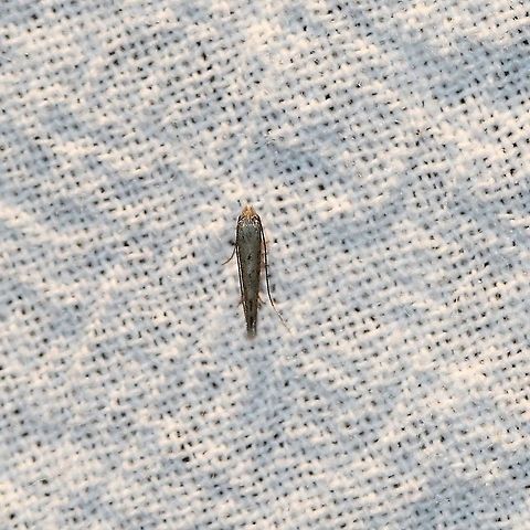 Bedellia somnulentella Second year in a row that I have seen this moth at my light. I also have planted a morning glory vine nearby for this species in the hope that they will use the leaves. Bedellia somnulentella,Bedelliidae,Geotagged,Lepidoptera,Summer,Sweet potato leaf miner,United States,insect,micromoth,moth