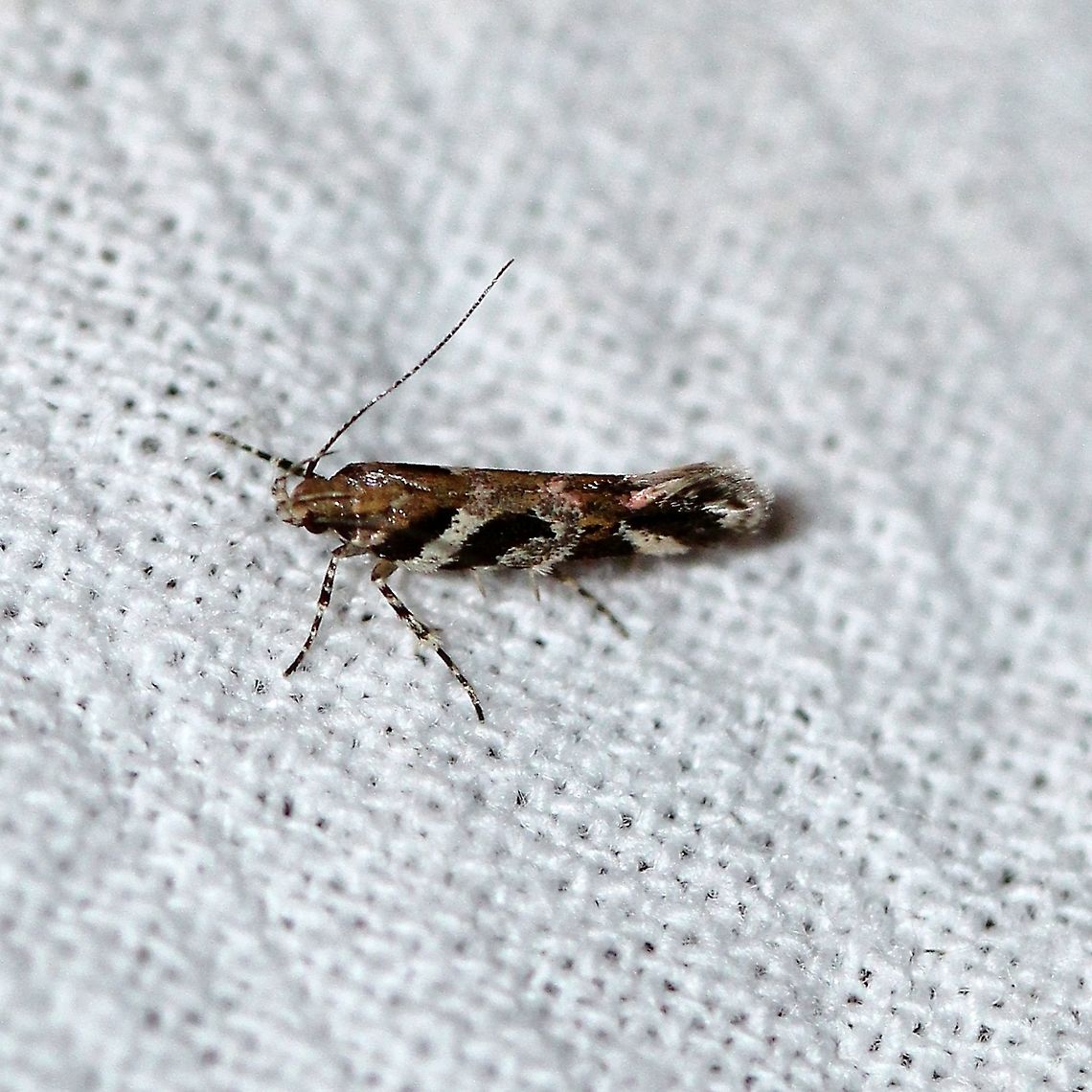 Aristotelia roseosuffusella  Aristotelia roseosuffusella,Geotagged,Lepidoptera,Summer,United States,insect,micromoth,moth