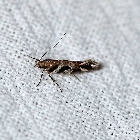 Aristotelia roseosuffusella  Aristotelia roseosuffusella,Geotagged,Lepidoptera,Summer,United States,insect,micromoth,moth