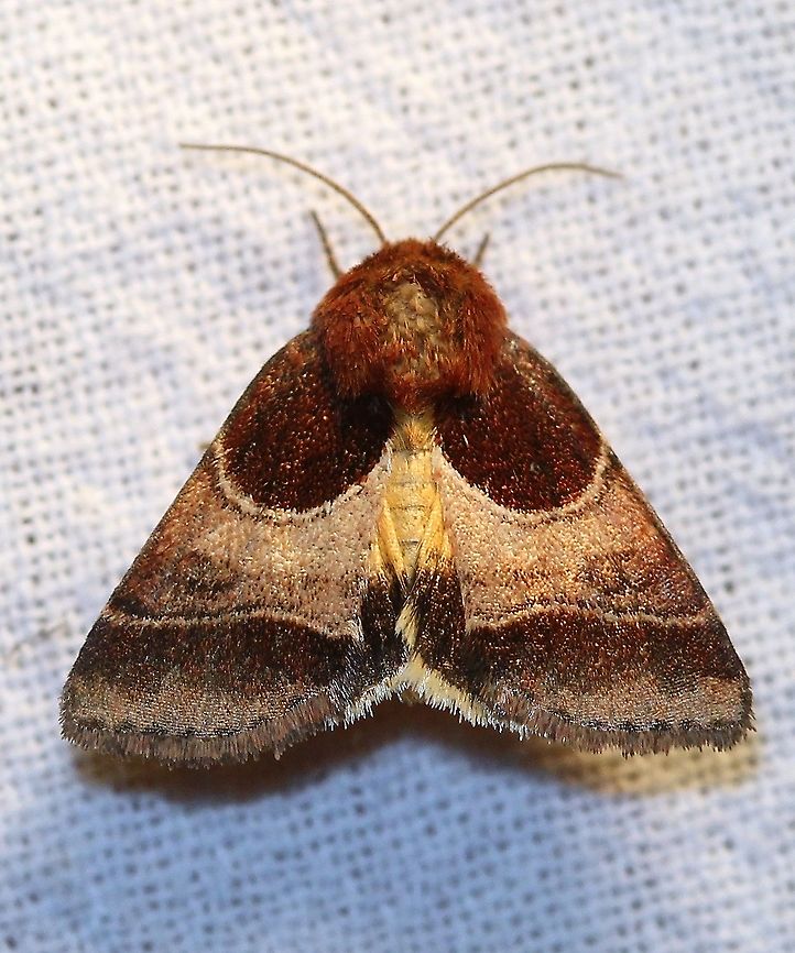 Schinia arcigera  Arcigera flower moth,Geotagged,Lepidoptera,Noctuidae,Schinia arcigera,Summer,United States,insect,moth