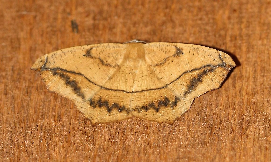 Prochoerodes lineola  Geometridae,Geotagged,Large maple spanworm,Lepidoptera,Prochoerodes lineola,Summer,United States,insect,moth