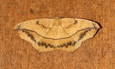 Prochoerodes lineola  Geometridae,Geotagged,Large maple spanworm,Lepidoptera,Prochoerodes lineola,Summer,United States,insect,moth