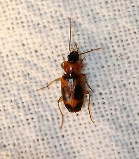 Badister neopulchellus  Badister neopulchellus,Carabidae,Coleoptera,Geotagged,Summer,United States,beetle,insect