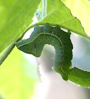 Amphipyra pyramidoides (Copper Underwing) larva Feeding on American hazel leaves (Corylus americana). Amphipyra pyramidoides,Copper Underwing,Corylus americana,Geotagged,Lepidoptera,Noctuidae,Spring,United States,insect,moth