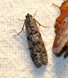Dioryctria abietivorella (Fir Coneworm)  Dioryctria abietivorella,Fir Coneworm,Geotagged,Lepidoptera,Phycitinae,Pyralid Moths,Pyralidae,Spring,United States,insect,moth