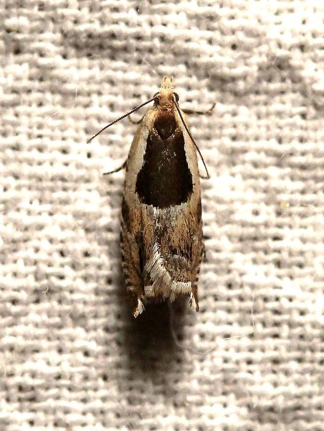 Ancylis metamelana  Ancylis metamelana,Black-marked Ancylis,Geotagged,Lepidoptera,Summer,Tortricidae,United States,insect,micromoth,moth