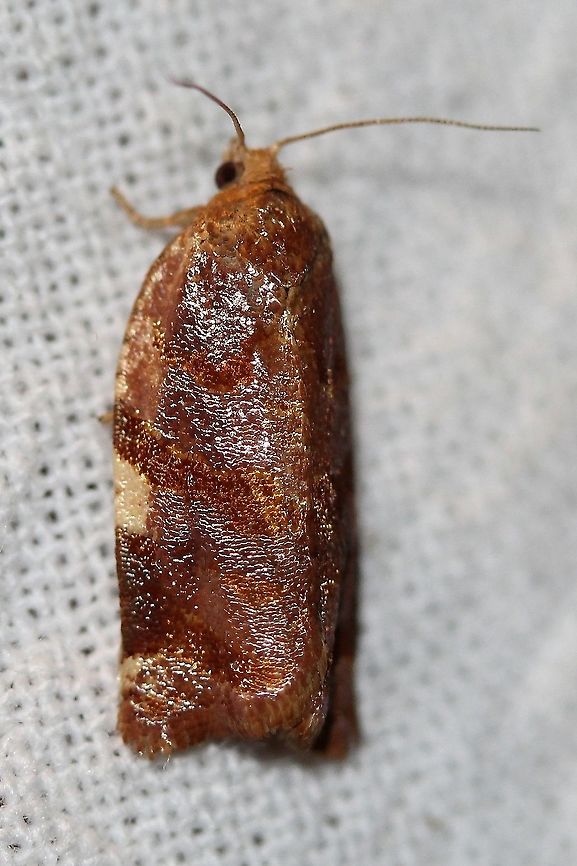 Archips argyrospila  Archips argyrospila,Fruit-tree Leafroller Moth,Geotagged,Summer,Tortricidae,United States,insect,lepidoptera,moth
