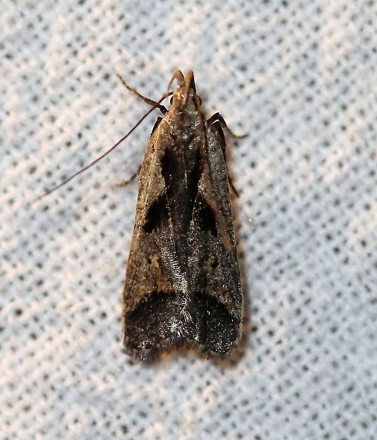 Dichomeris bilobella  Dichomeris bilobella,Gelechiidae,Geotagged,Lepidoptera,Summer,United States,insect,moth