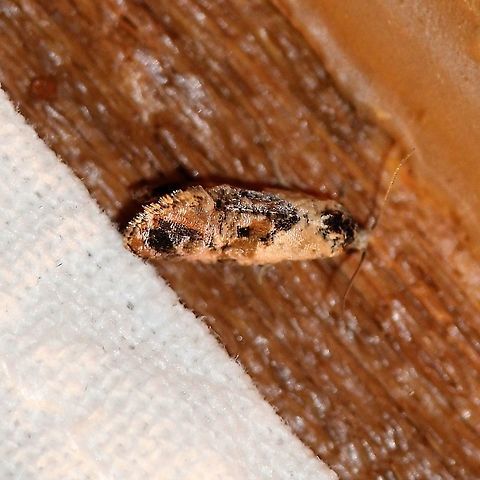 Cochylichroa hoffmanana  Cochylichroa hoffmanana,Geotagged,Lepidoptera,Summer,Tortricidae,United States,insect,moth