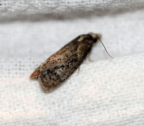 Phtheochroa baracana? This might be Phtheochroa baracana. Geotagged,Lepidoptera,Phtheochroa baracana,Summer,Tortricidae,United States,insect,moth