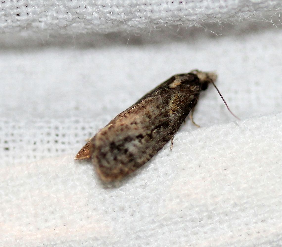 Phtheochroa baracana? This might be Phtheochroa baracana. Geotagged,Lepidoptera,Phtheochroa baracana,Summer,Tortricidae,United States,insect,moth