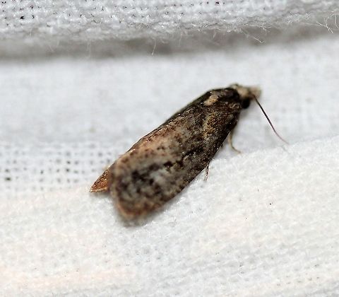 Phtheochroa baracana? This might be Phtheochroa baracana. Geotagged,Lepidoptera,Phtheochroa baracana,Summer,Tortricidae,United States,insect,moth