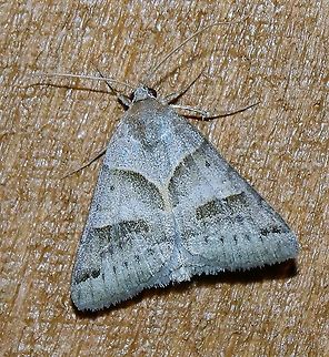 Caenurgina erechtea  Caenurgina erechtea,Forage Looper,Geotagged,Lepidoptera,Summer,United States,insect,moth