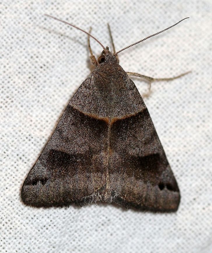 Caenurgina crassiuscula I think this might be right. Caenurgina crassiuscula,Clover Looper,Geotagged,Lepidoptera,Summer,United States,insect,moth