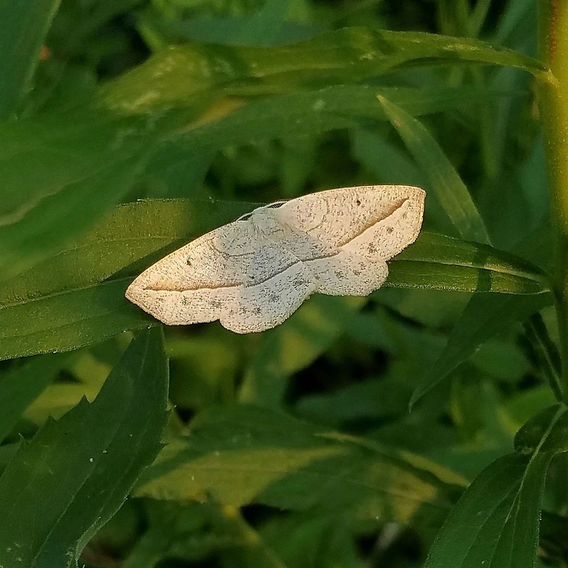 Eusarca confusaria Found in a patch of goldenrod (Solidago gigantea and S. altissima) one of the larval host plants. Confused Eusarca,Eusarca confusaria,Geometridae,Geotagged,Lepidoptera,Summer,United States,insect,moth
