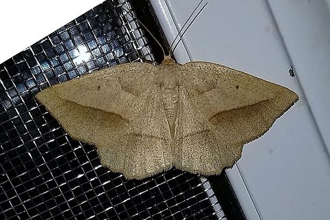 Euchlaena irraria  Euchlaena irraria,Geometridae,Geotagged,Lepidoptera,Summer,United States,insect,moth