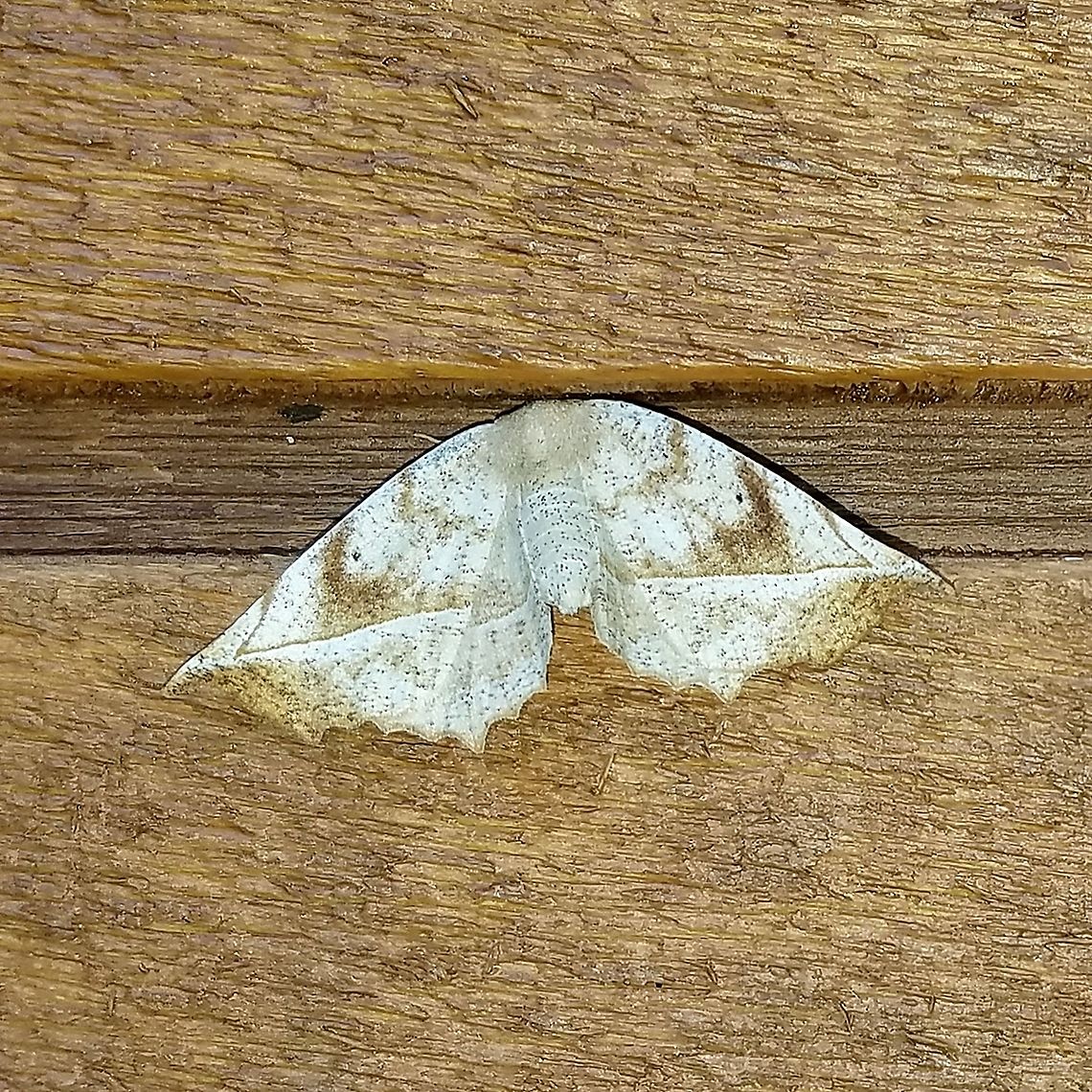 Eutrapela clemataria  Eutrapela clemataria,Geometridae,Geotagged,Lepidoptera,Purplish-brown looper,Spring,United States,insect,moth