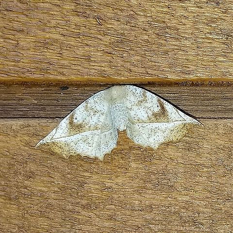 Eutrapela clemataria  Eutrapela clemataria,Geometridae,Geotagged,Lepidoptera,Purplish-brown looper,Spring,United States,insect,moth