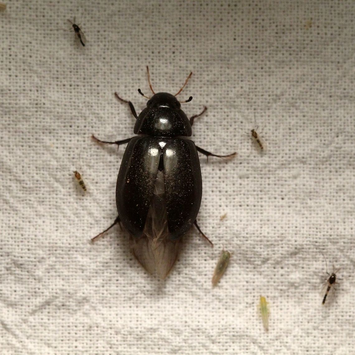 Hydrobius melaenus  Coleoptera,Geotagged,Hydrobius melaenus,Hydrophilidae,Spring,United States,beetle,insect