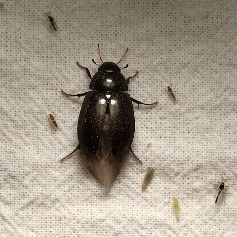 Hydrobius melaenus  Coleoptera,Geotagged,Hydrobius melaenus,Hydrophilidae,Spring,United States,beetle,insect