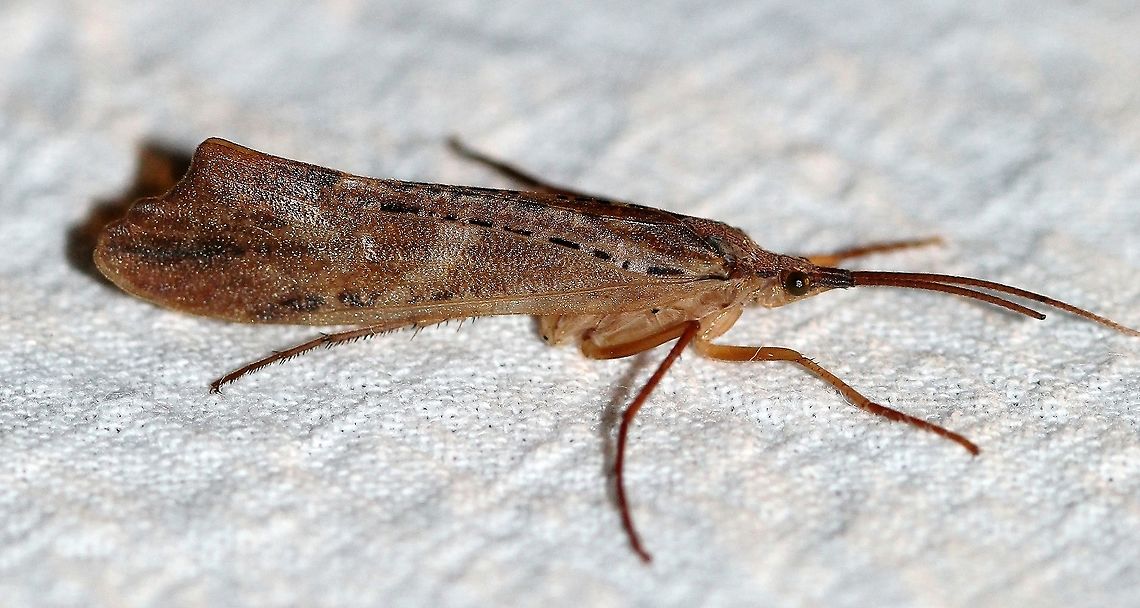Nemotaulius hostilis  Geotagged,Limnephilidae,Nemotaulius hostilis,Northern Casemaker Caddisfly,Summer,Trichoptera,United States,insect