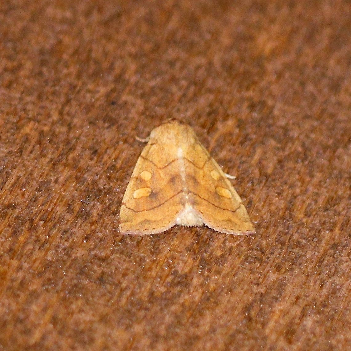 Enargia decolor  Enargia decolor,Geotagged,Lepidoptera,Summer,United States,insect,moth