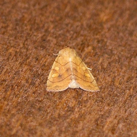Enargia decolor  Enargia decolor,Geotagged,Lepidoptera,Summer,United States,insect,moth