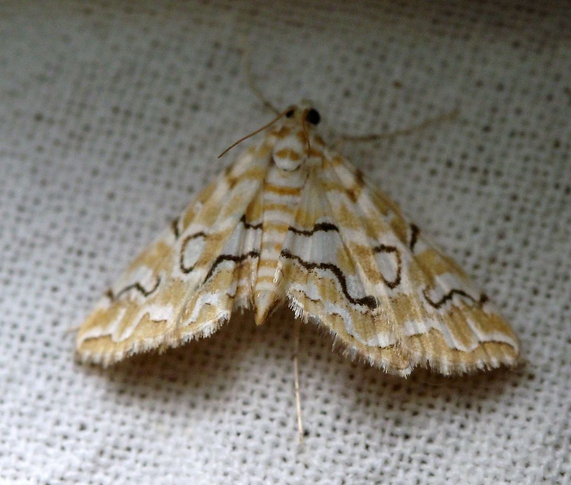 Elophila icciusalis  Crambidae,Elophila icciusalis,Geotagged,Lepidoptera,Pondside Pyralid Moth,Summer,United States,insect,moth,pyralid moth