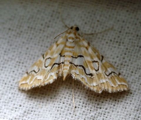 Elophila icciusalis  Crambidae,Elophila icciusalis,Geotagged,Lepidoptera,Pondside Pyralid Moth,Summer,United States,insect,moth,pyralid moth