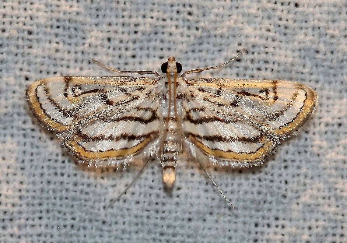 Parapoynx badiusalis  Chestnut-marked pondweed moth,Crambidae,Geotagged,Lepidoptera,Parapoynx badiusalis,Summer,United States,insect,moth,pyralid moth