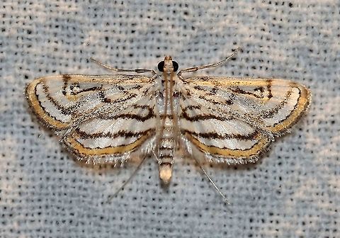 Parapoynx badiusalis  Chestnut-marked pondweed moth,Crambidae,Geotagged,Lepidoptera,Parapoynx badiusalis,Summer,United States,insect,moth,pyralid moth