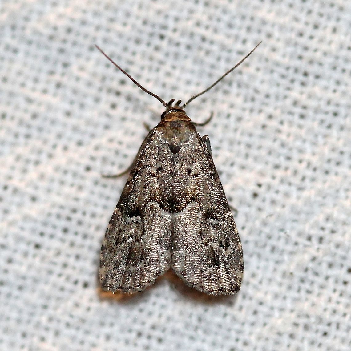 Dyspyralis illocata  Dyspyralis illocata,Geotagged,Lepidoptera,Summer,United States,erebidae,insect,moth