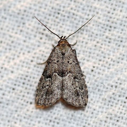 Dyspyralis illocata  Dyspyralis illocata,Geotagged,Lepidoptera,Summer,United States,erebidae,insect,moth