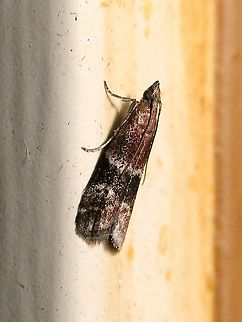 Moodna ostrinella  Darker moodna moth,Geotagged,Lepidoptera,Moodna ostrinella,Summer,United States,insect,moth