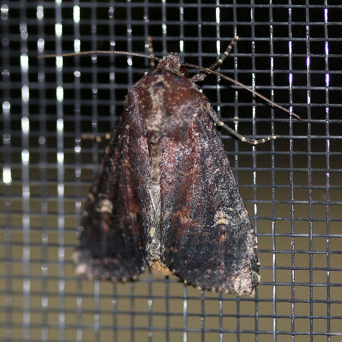 Apamea dubitans  Apamea dubitans,Doubtful apamea,Geotagged,Lepidoptera,Summer,United States,insect,moth