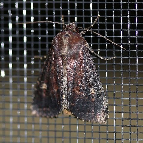 Apamea dubitans  Apamea dubitans,Doubtful apamea,Geotagged,Lepidoptera,Summer,United States,insect,moth