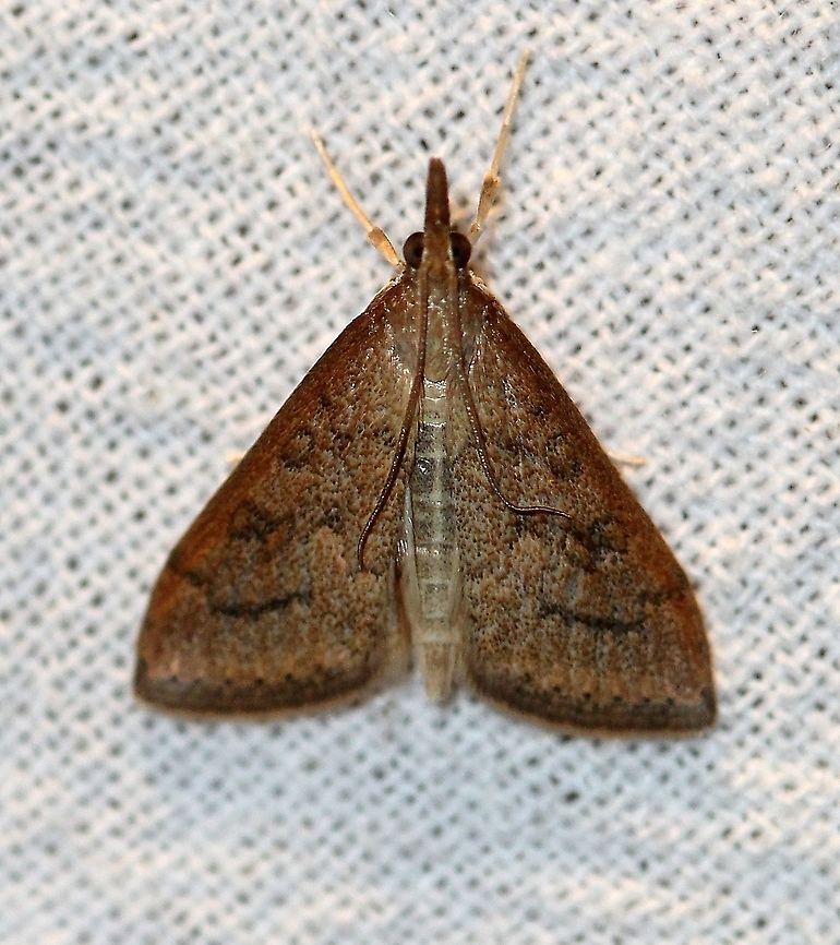 Udea rubigalis  Celery leaftier,Geotagged,Lepidoptera,Summer,Udea rubigalis,United States,insect,moth