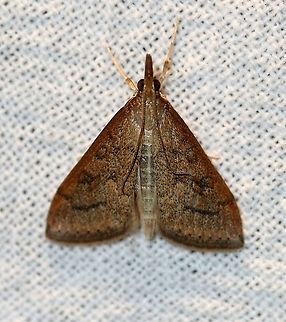 Udea rubigalis  Celery leaftier,Geotagged,Lepidoptera,Summer,Udea rubigalis,United States,insect,moth