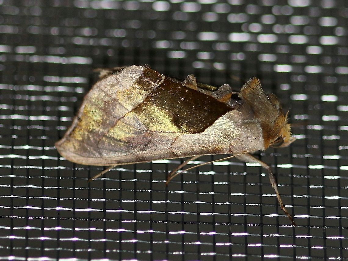 Diachrysia balluca  Diachrysia balluca,Geotagged,Lepidoptera,Summer,United States,green-patched looper,hologram moth,insect,moth