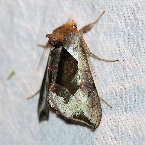 Diachrysia balluca  Diachrysia balluca,Geotagged,Hologram Moth,Lepidoptera,Summer,United States,green-patched looper,insect,moth
